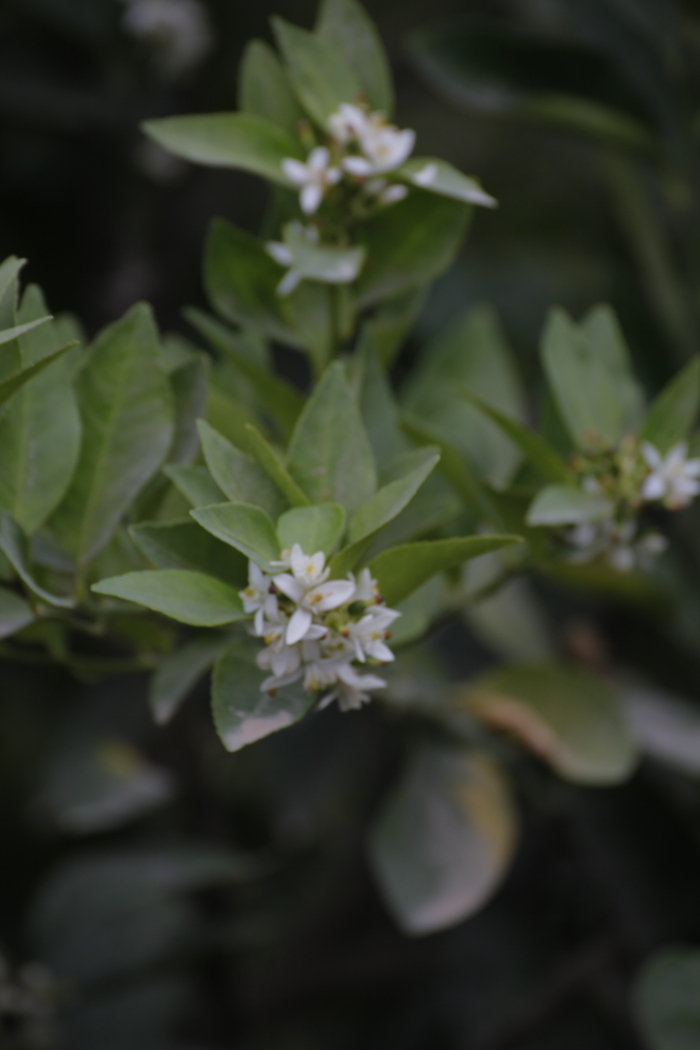 �������� �������� ������