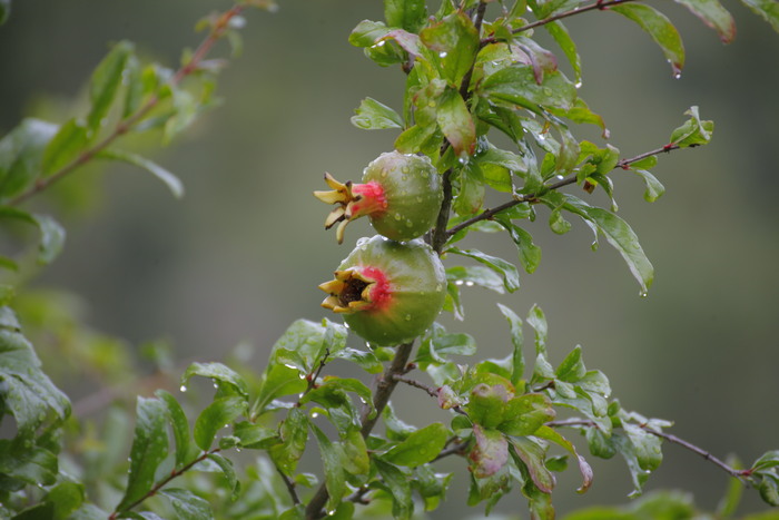 ������ �������