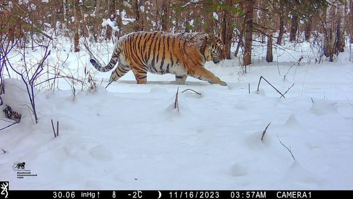 Амурский тигр обходит свою территорию