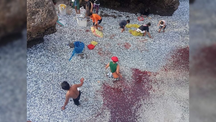 Местные жители собирают выброшенные на берег сардины