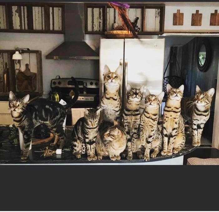 .   , , , 