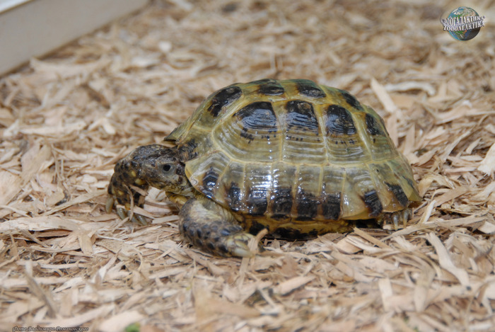 Разгадывая тайны возраста: как определить возраст домашней черепахи?