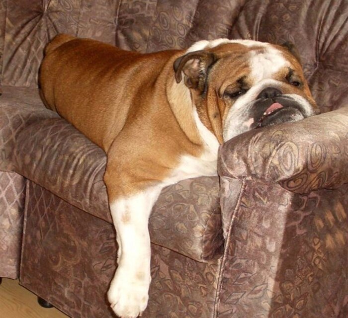 <!--noindex--><a href="https://pikabu.ru/story/frantsuzskiy_buldog_protiv_angliyskogo_buldoga_sravnenie_11026152?u=https%3A%2F%2Ft.me%2Fbulldog_french&t=https%3A%2F%2Ft.me%2Fbulldog_french&h=70732037d06ecfa92683f1d3866250623ab9b53f" title="https://t.me/bulldog_french" target="_blank" rel="nofollow noopener">https://t.me/bulldog_french</a><!--/noindex-->