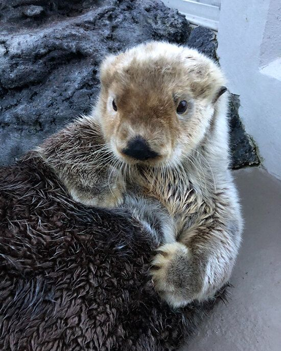 Кажется прод упал! Фух. Приснится же такое! Хорошо что я калан, а не сисадмин!