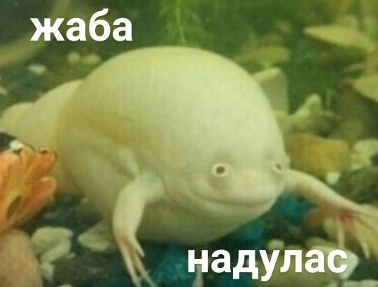 ������� ���������! ������� ����!