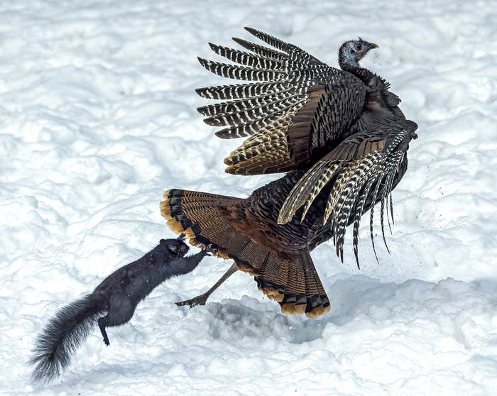      ;   ,     ,          ?