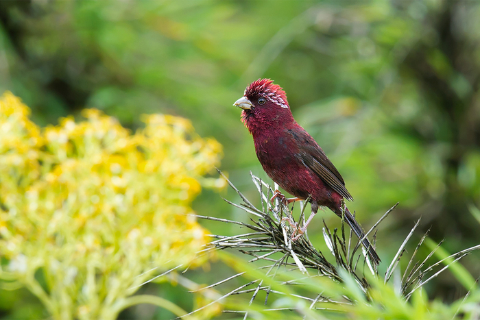 Carpodacus vinaceus,  Craig Brelsford