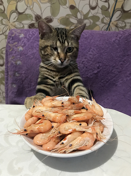 Как человек Домашние животные, Кот, Длиннопост