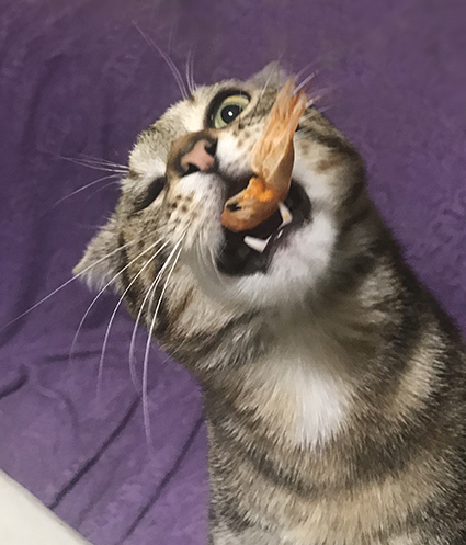 Как человек Домашние животные, Кот, Длиннопост