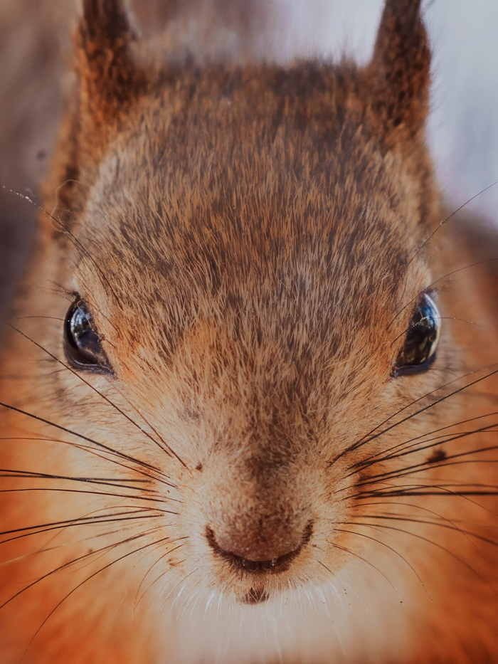 Просто Белочка Милота, Картинки, Белка, Животные, Дикие животные, Длиннопост