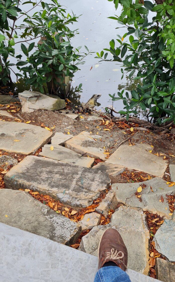 Игуаны там на свободном выгуле. Могут лежать рядом с бассейном, некоторые туристы их с руки подкармливают. Но за хвост таскать не рекомендуется - могут куснуть. Ядовитых игуан не бывает, а вот заражение какое-нибудь от укуса легко можно получить.