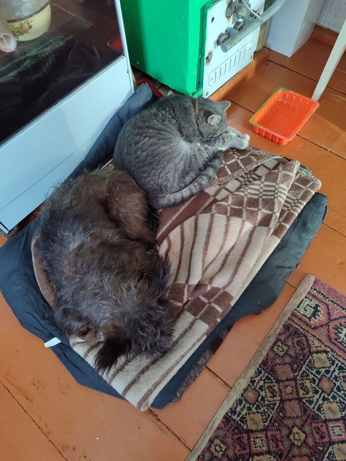 ����� ����