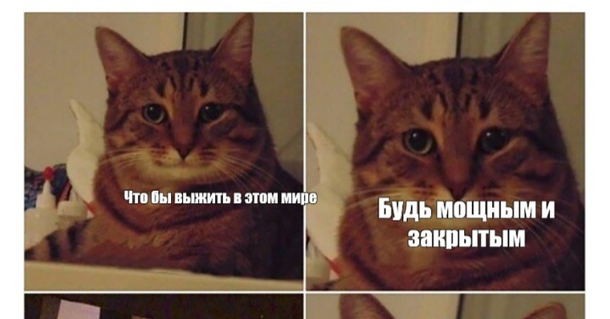 Кот довольный мем