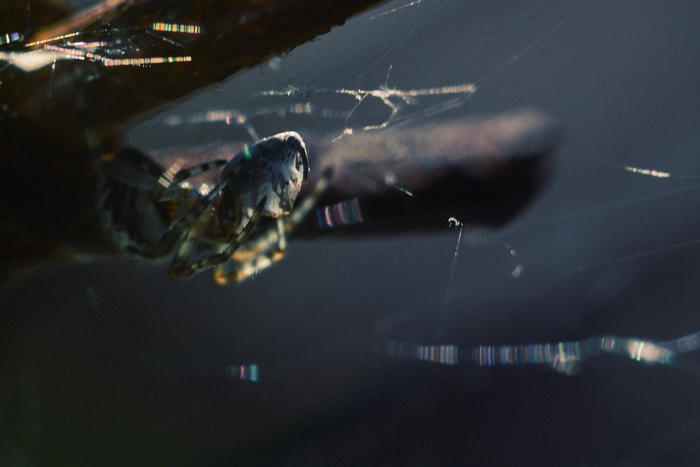 Для любопытных, на втором фото больше внимания жертве паучка..