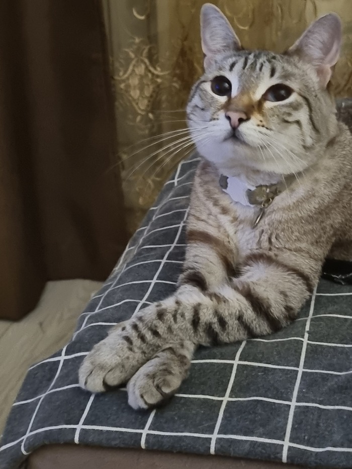 Ласковая дурында))) люблю паразитку)