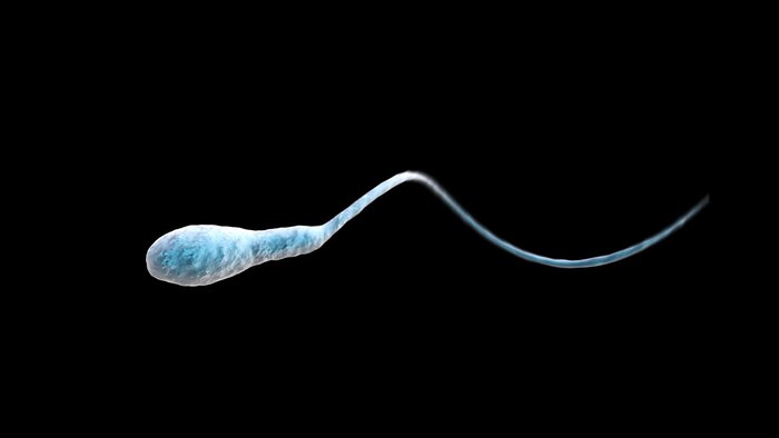 Сперма — Википедия