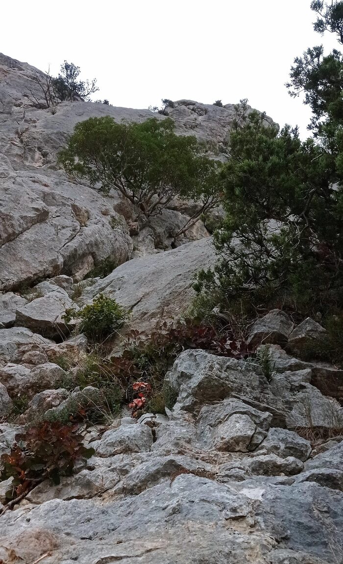 Вид от станции R1 на R2 (раскидистый земляничник)