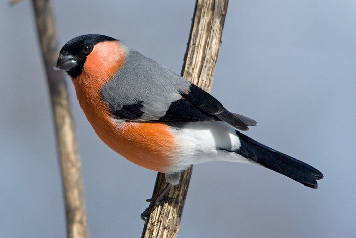 Снегирь. Фото Sergey Yeliseev (<!--noindex--><a href="https://pikabu.ru/story/chto_za_ptitsa_priletela_na_kormushku_opredelitel_vashikh_pernatyikh_gostey_11035891?u=http%3A%2F%2Fflickr.com&t=flickr.com&h=00f33e3721471ba29e2ca96a4c409fec5ea4b238" title="http://flickr.com" target="_blank" rel="nofollow noopener">flickr.com</a><!--/noindex-->)