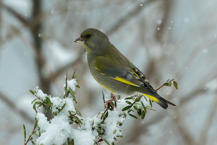Обыкновенная зеленушка. Фото Francesco Veronesi (<!--noindex--><a href="https://pikabu.ru/story/chto_za_ptitsa_priletela_na_kormushku_opredelitel_vashikh_pernatyikh_gostey_11035891?u=http%3A%2F%2Fflickr.com&t=flickr.com&h=00f33e3721471ba29e2ca96a4c409fec5ea4b238" title="http://flickr.com" target="_blank" rel="nofollow noopener">flickr.com</a><!--/noindex-->)