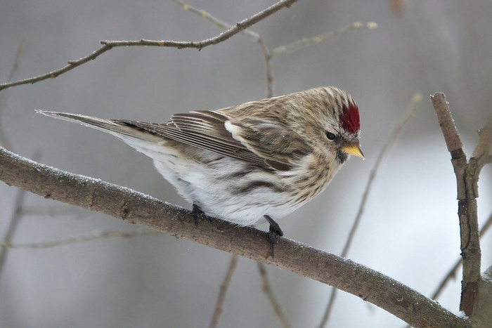 Обыкновенная чечетка. Фото Andrey Gulivanov (<!--noindex--><a href="https://pikabu.ru/story/chto_za_ptitsa_priletela_na_kormushku_opredelitel_vashikh_pernatyikh_gostey_11035891?u=http%3A%2F%2Fflickr.com&t=flickr.com&h=00f33e3721471ba29e2ca96a4c409fec5ea4b238" title="http://flickr.com" target="_blank" rel="nofollow noopener">flickr.com</a><!--/noindex-->)