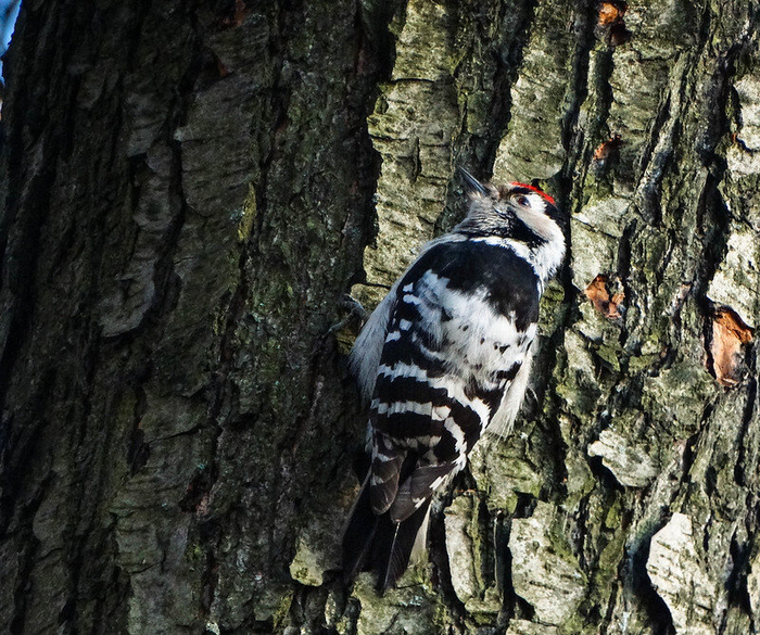 Малый пестрый дятел. Зимой держится в садах, парках, по окраинам городов и деревень. Фото Jevgenijs Slihto (<!--noindex--><a href="https://pikabu.ru/story/chto_za_ptitsa_priletela_na_kormushku_opredelitel_vashikh_pernatyikh_gostey_11035891?u=http%3A%2F%2Fflickr.com&t=flickr.com&h=00f33e3721471ba29e2ca96a4c409fec5ea4b238" title="http://flickr.com" target="_blank" rel="nofollow noopener">flickr.com</a><!--/noindex-->)