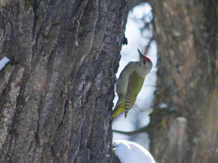 Седой дятел. Сфотографирован в парке г. Новочебоксарска, где с удовольствием посещает кормушки. Фото автора
