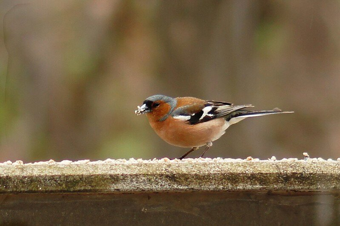 Некоторые особи зябликов могут оставаться на зиму. Фото Papooga (<!--noindex--><a href="https://pikabu.ru/story/chto_za_ptitsa_priletela_na_kormushku_opredelitel_vashikh_pernatyikh_gostey_11035891?u=http%3A%2F%2Fflickr.com&t=flickr.com&h=00f33e3721471ba29e2ca96a4c409fec5ea4b238" title="http://flickr.com" target="_blank" rel="nofollow noopener">flickr.com</a><!--/noindex-->)