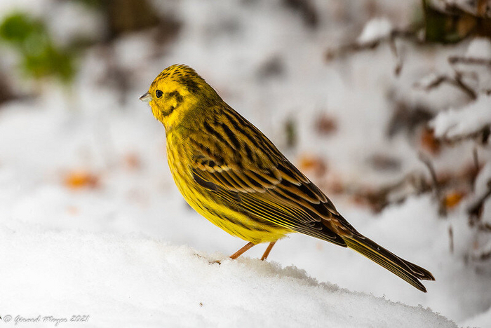Отдельные обыкновенные овсянки также остаются зимовать, особенно если есть постоянный источник корма. Фото Gérard Meyer (<!--noindex--><a href="https://pikabu.ru/story/chto_za_ptitsa_priletela_na_kormushku_opredelitel_vashikh_pernatyikh_gostey_11035891?u=http%3A%2F%2Fflickr.com&t=flickr.com&h=00f33e3721471ba29e2ca96a4c409fec5ea4b238" title="http://flickr.com" target="_blank" rel="nofollow noopener">flickr.com</a><!--/noindex-->)