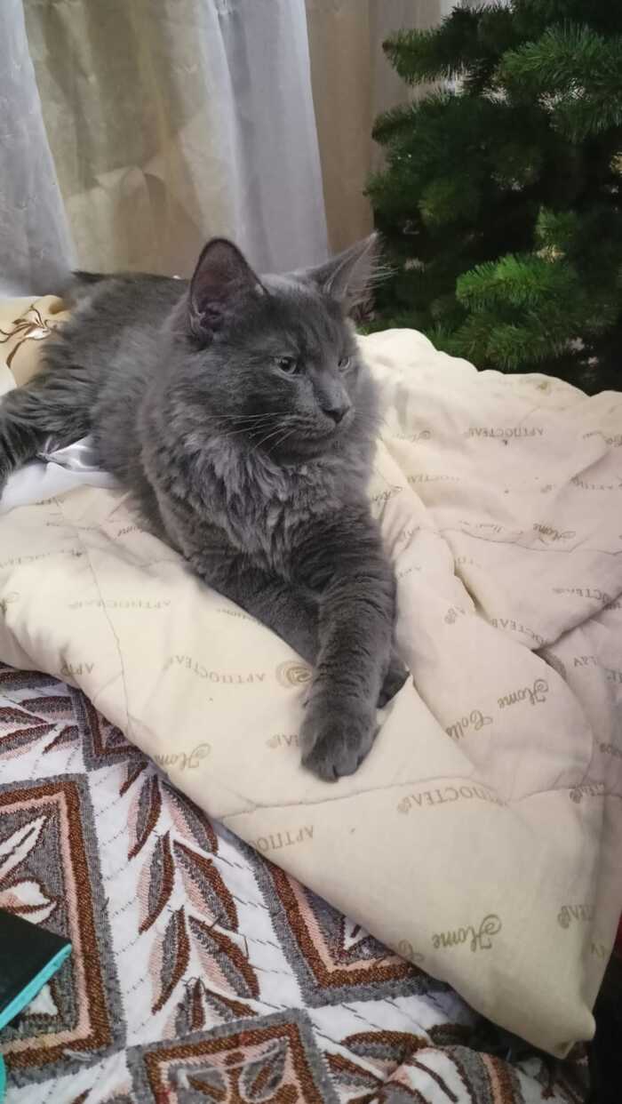 Сколько лайков наберёт пятимесячный котёнок?