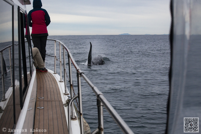 Косатка прямо по курсу