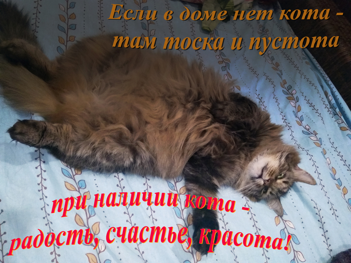 Теория кота