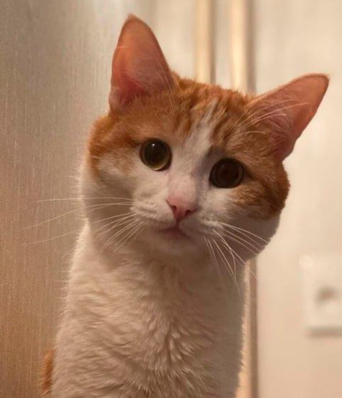 Кот Твикс найден мертвым