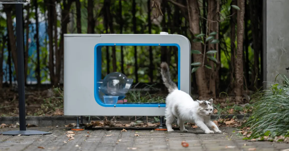 Envy street cats. Рыжий уличный кот. Кошки на улицах города. Hello street cat приложение. Hello street cat app.