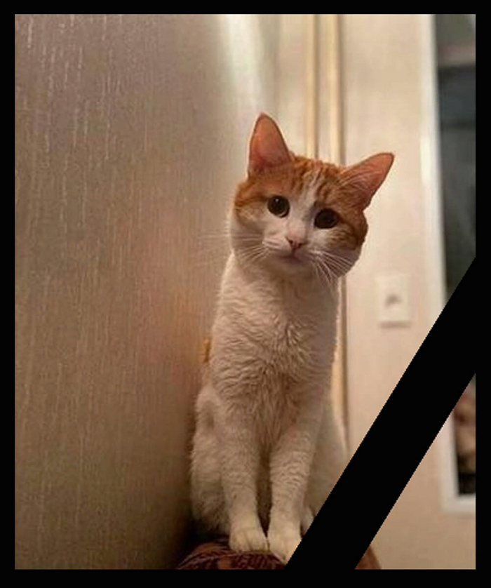 ��� ����� �����