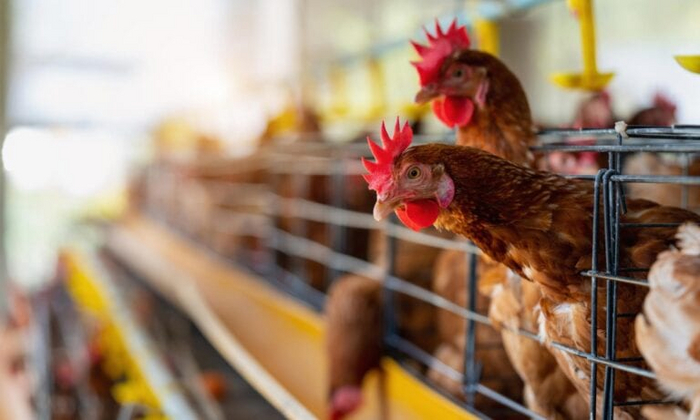 Фермерские куры в клетках. Фото автора tawatchai07 на Freepik