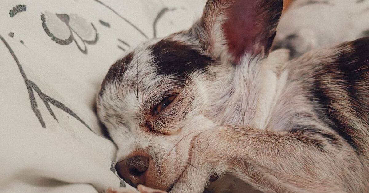 надпись я люблю чихуахуа. люблю чихуа. люблю чихуа. люблю чихуа. люблю чихуа.