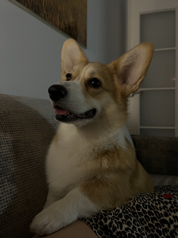 На фоне постов про кота