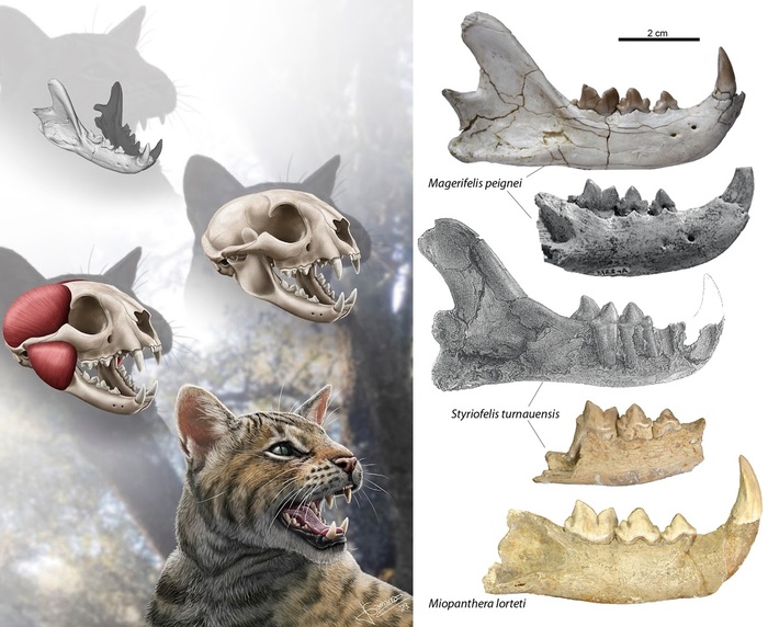 ������ ������� ����� ��� �������������� �����