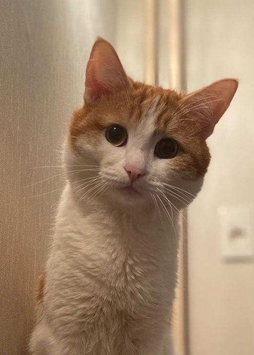 Кот Твикс временно исполнял обязанности кота Шрёдингера