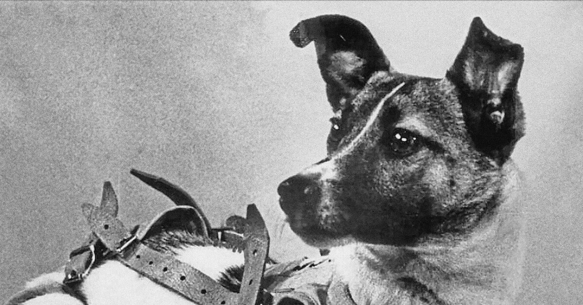 Самые первые собаки полетевшие в космос. 1957 Лайка в космосе. Собака лайка 1957. Лайка первый космонавт. Первый полет лайки в космос.