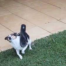 Это я ловлю ваши тапки ))))