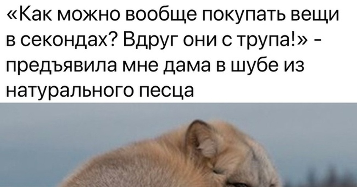 Песец | Пикабу