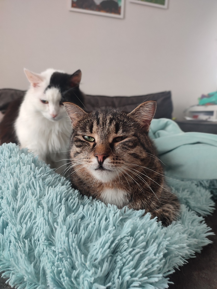 ��� (���-��) � ��� ����������� ���� ������