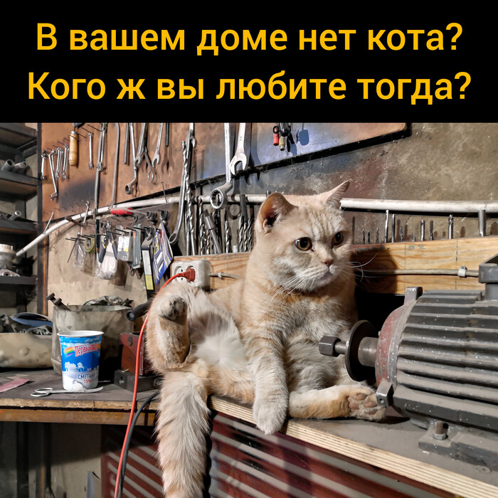 У вас есть кот?