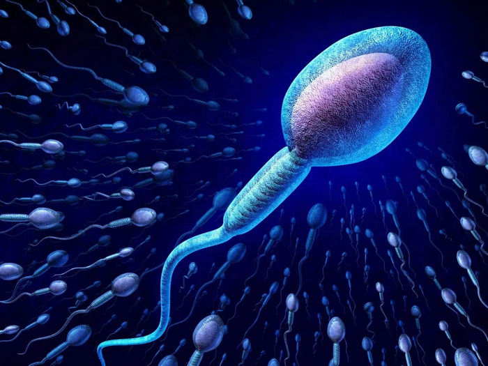 Сколько длится время жизни сперматозоидов?