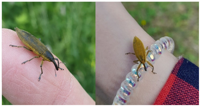  .  -    (   @marusinkust ).  -  ,  -  .