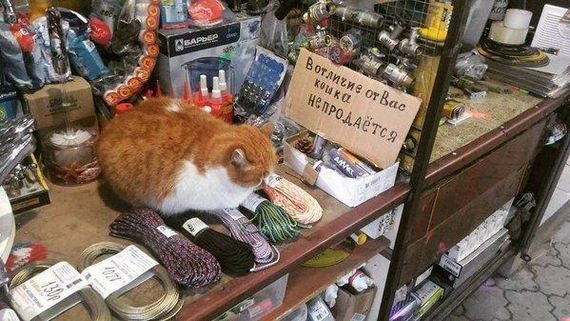 ������ ������������