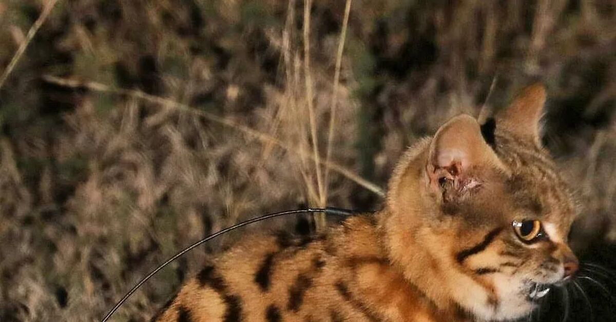 Острые зубки | Пикабу