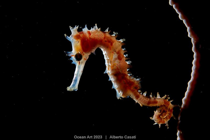 Снимок морского конька был удостоен первого места в категории «Макросъемка» / Alberto Casati