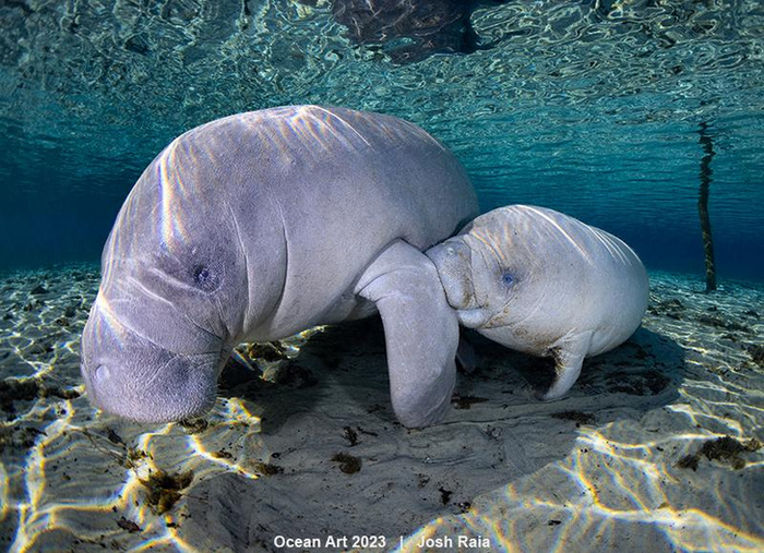 Эта фотография самки ламантина с детёнышем заняла второе место в категории «Поведение животных» / Josh Raia